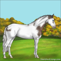 Horse Color:Silver Black Splash Tobiano Frame Rabicano 