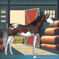 Horse Color:Brown Splash Appaloosa 