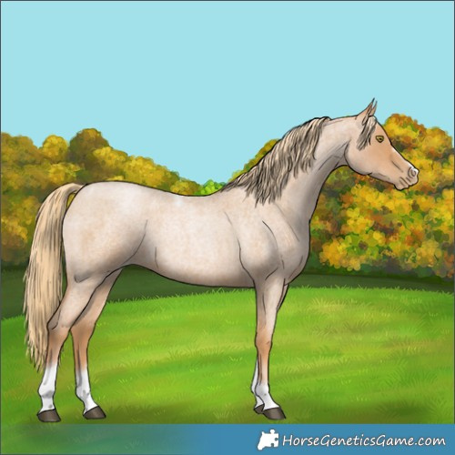 Horse Color:Red Roan Pearl Tobiano Frame 