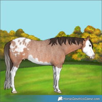 Horse Color:Bay Roan Splash Appaloosa Rabicano