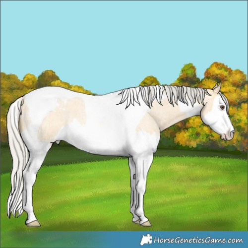 Horse Color:Silver Buckskin Roan Dun Splash Tobiano Rabicano 