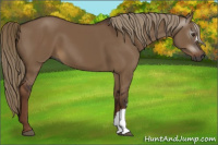 Horse Color:Gray Liver Red Dun 