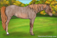 Horse Color:Red Roan 