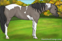 Horse Color:Grullo Tobiano 