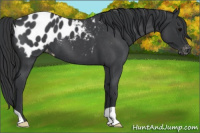 Horse Color:Blue Roan Appaloosa
