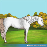 Horse Color:Gray Liver Chestnut 