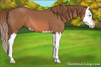 Horse Color:Chestnut Splash