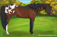 Horse Color:Brown Appaloosa 