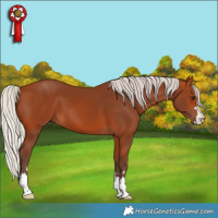 Horse Color:Silver Bay 