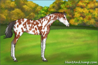 Horse Color:Bay Sabino Appaloosa 