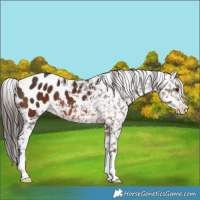 Horse Color:Brown Appaloosa 