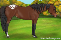Horse Color:Bay Sabino Varnish 