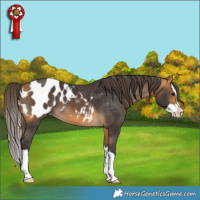 Horse Color:Buckskin Sabino Splash Appaloosa 