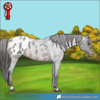 Horse Color:Brown Roan Sabino Appaloosa 
