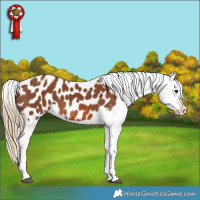 Horse Color:Chestnut Sabino Splash Appaloosa 