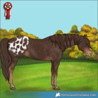Horse Color:Liver Chestnut Appaloosa 
