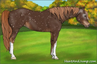 Horse Color:Gray Chestnut Appaloosa 
