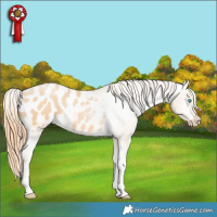 Horse Color:Buckskin Pearl Sabino Tobiano Appaloosa 