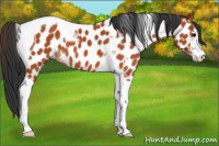 Horse Color:Bay Sabino Tobiano Appaloosa 