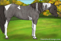 Horse Color:Smoky Blue Roan Tobiano 