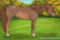 Horse Color:Red Roan 