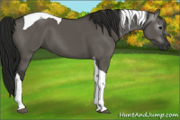 Horse Color:Gray Grullo Tobiano 