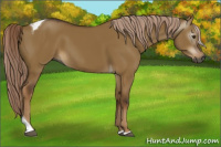 Horse Color:Gray Chocolate Palomino Dun Tobiano