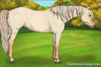 Horse Color:Palomino Roan Dun 