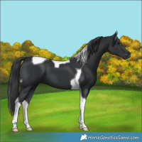 Horse Color:Black Tobiano 