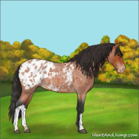 Horse Color:Bay Roan Appaloosa 