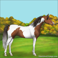 Horse Color:Bay Tobiano 