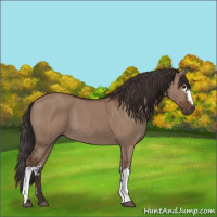 Horse Color:White Spotted Bay Dun
