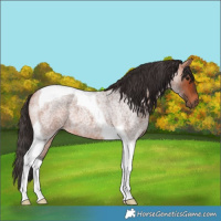 Horse Color:Bay Roan Tobiano