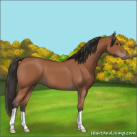 Horse Color:Bay Roan 