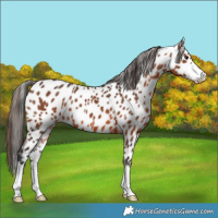 Horse Color:Brown Appaloosa 