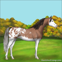 Horse Color:Bay Roan Splash Appaloosa 