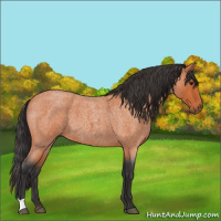 Horse Color:Bay Roan 