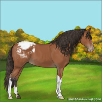 Horse Color:Bay Appaloosa