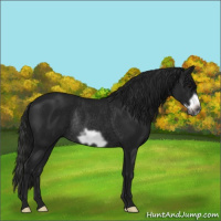 Horse Color:Gray Black Frame Rabicano