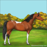 Horse Color:Bay Tobiano 