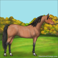 Horse Color:Bay Roan 