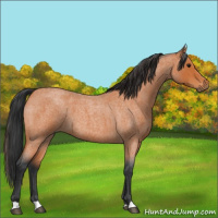 Horse Color:Bay Roan 
