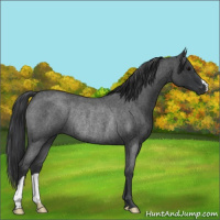 Horse Color:Blue Roan Rabicano 