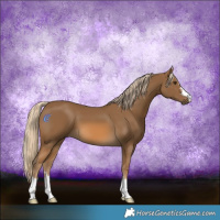 Horse Color:Chocolate Palomino 