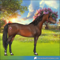 Horse Color:Brown 