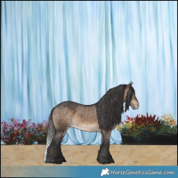 Horse Color:Brown Dun Appaloosa 