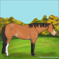 Horse Color:Bay 