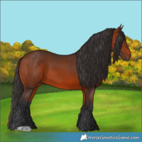 Horse Color:Bay 
