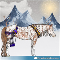 Horse Color:Bay Appaloosa Rabicano  and White Spotted Bay Pearl Appaloosa Rabicano 