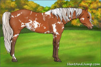 Horse Color:White Spotted Silver Bay 